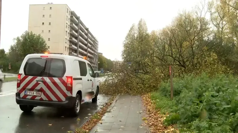 Storm Benjamin trekt over onze regio: boom omgevallen in Kesseldallaan in Kessel-Lo, meerdere parken in onze regio afgesloten