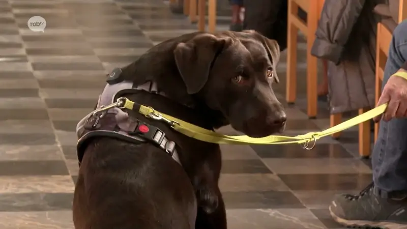 Hoofdafbeelding voor artikel Tientallen dieren gewijd bij…