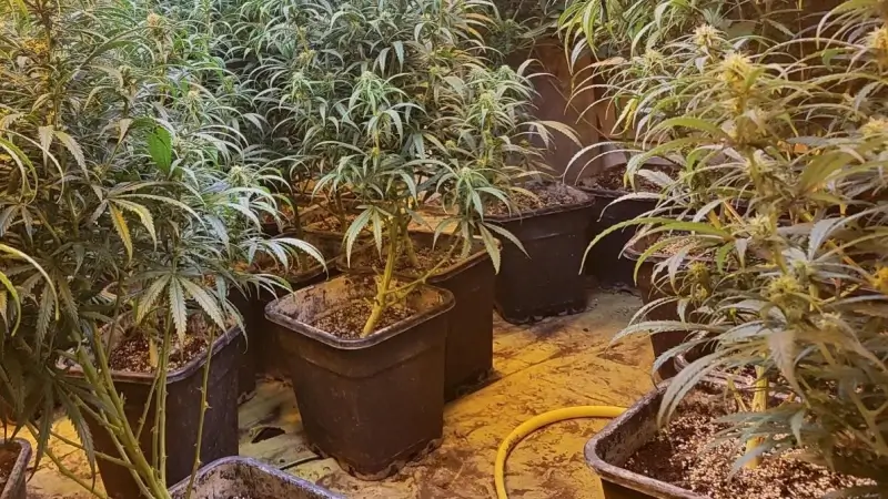 Hoofdafbeelding voor artikel 9 beklaagden riskeren tot…