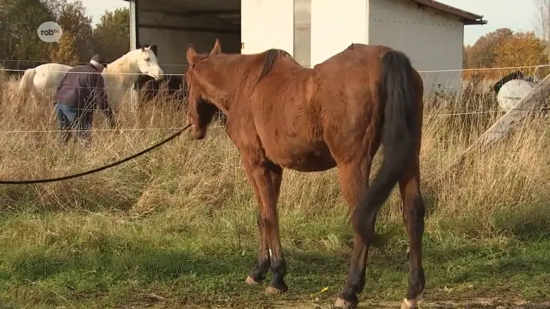 ECHTE LIEFDE: 2 paarden ontsnappen en maken samen wandeling door Rotselaar