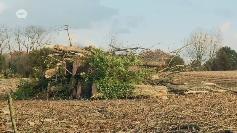 Hoofdafbeelding voor artikel Tientallen populieren verwijderd…