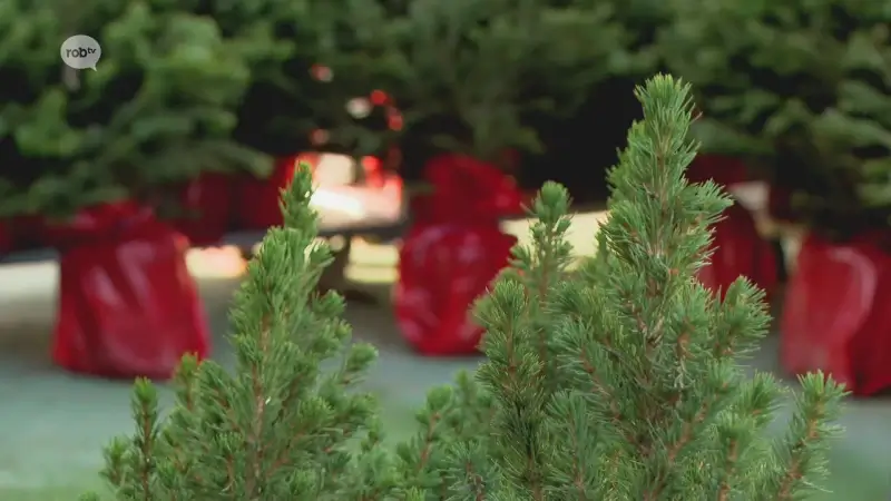 Hoofdafbeelding voor artikel Eerste kerstbomen gaan de…