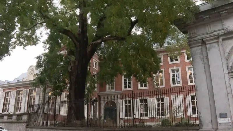 Hoofdafbeelding voor artikel 'Boom van 't Groot Verdriet'…