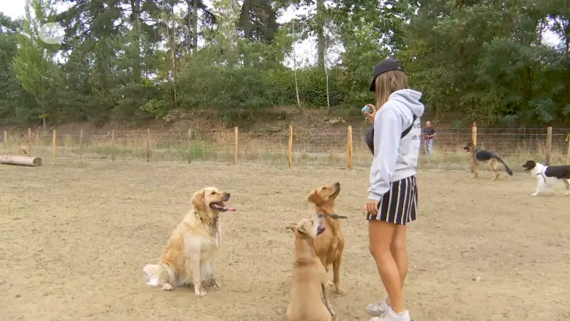 Hondenlosloopweide op Philipssite in Leuven gaat mogelijk weg door nieuw kantoorgebouw