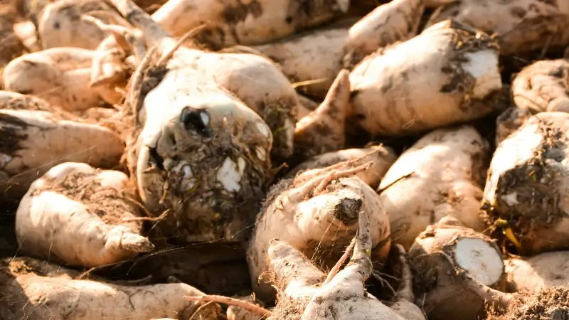 Drinkwater uit suikerbieten: Watergroep en Tiense Suikerraffinaderij testen installatie om restwater drinkbaar te maken
