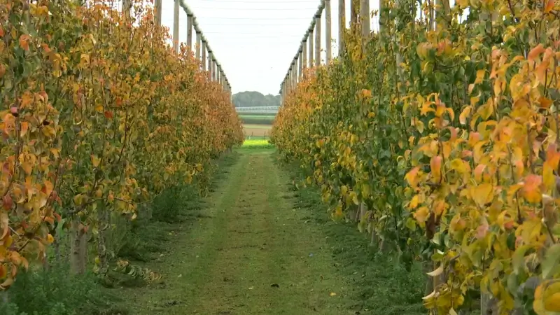 Hoofdafbeelding voor artikel Fruitbedrijf Van der Velpen…