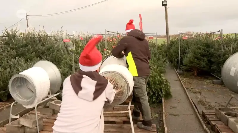 Kerstbomenverkoop draait op volle toeren: "Elke dag enkele honderden bomen weg"