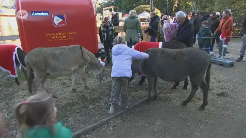 Beestenboel op Aarschotse kerstmarkt: alpaca's, dwerghangoorkonijnen en meer