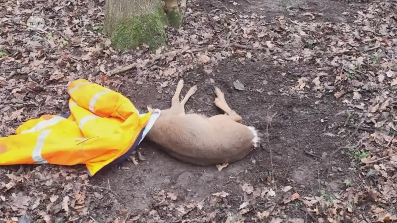'Hou honden aan de leiband': ree doodgebeten in Wijgmaalbroek