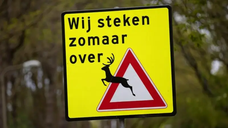Politie Hageland waarschuwt voor overstekend wild: verschillende ongevallen afgelopen dagen