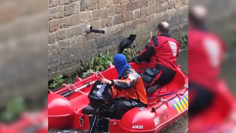Helden van hier: brandweer redt kat uit Dijle in Leuven