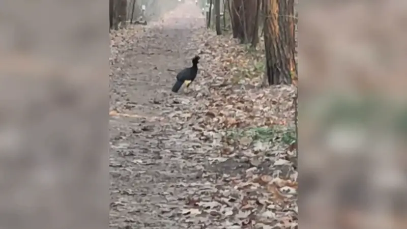 Hokko ontsnapt en houdt zich al vijf dagen schuil in recreatiebos Bieheide 