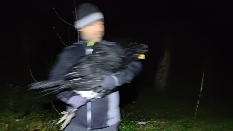 Ontsnapte hokko weer thuis na vijf daagse zoektocht in recreatiebos Bieheide 