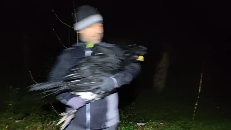 Ontsnapte hokko weer thuis na vijf daagse zoektocht in recreatiebos Bieheide