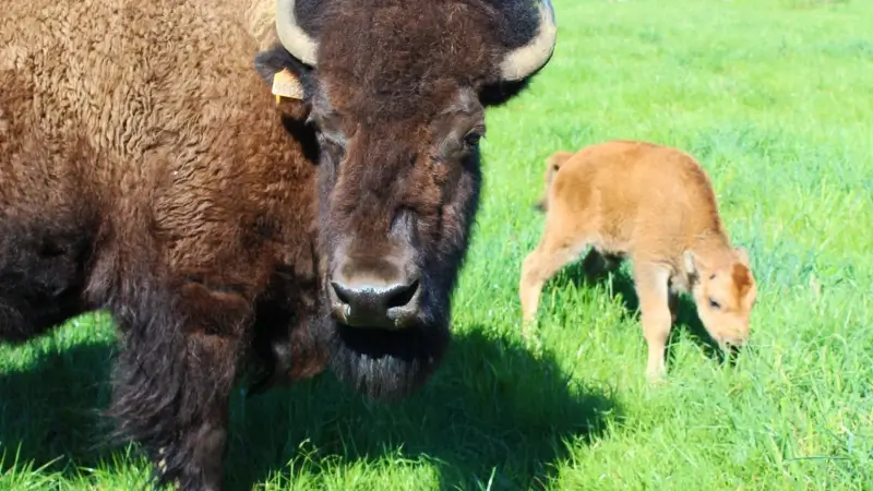 Bizon uit Boutersem overleden door zwerfvuil: "Kleine stukjes metaal in haar hooi waren fataal"