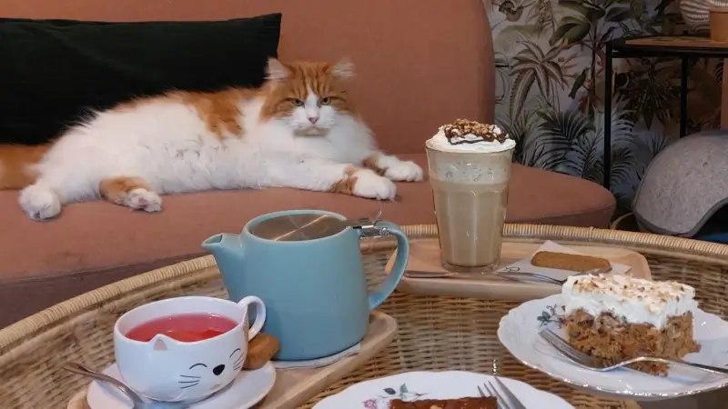 Poescafé in Leuven sluit dit jaar nog zijn deuren: "Bowie, Lizzy, Lucy en Anna blijven nog enkele maanden"