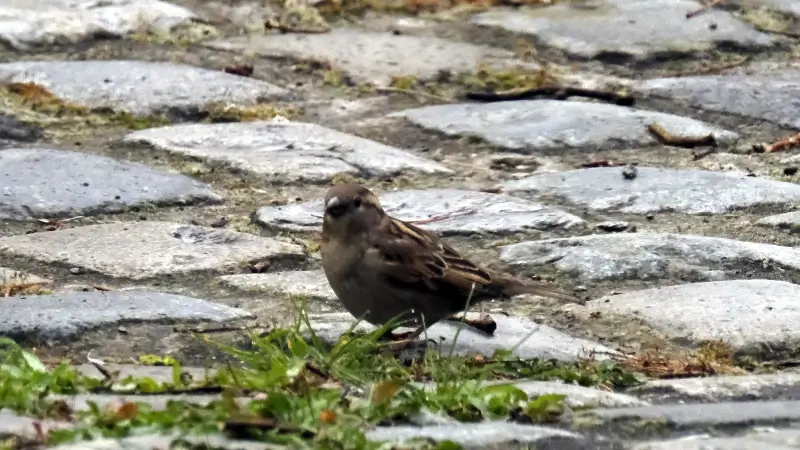 Hoofdafbeelding voor artikel Komend weekend opnieuw Grote…