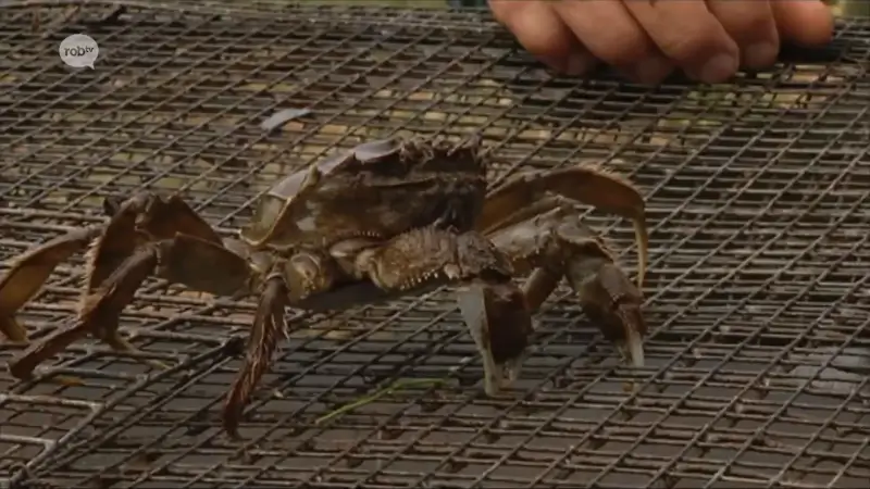 Hoofdafbeelding voor artikel Haacht gaat strijd aan met…