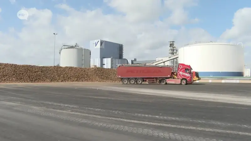 Beste campagneresultaat in laatste vijf jaar bij Tiense Suikerraffinaderij: "Komt door gunstige weersomstandigheden"