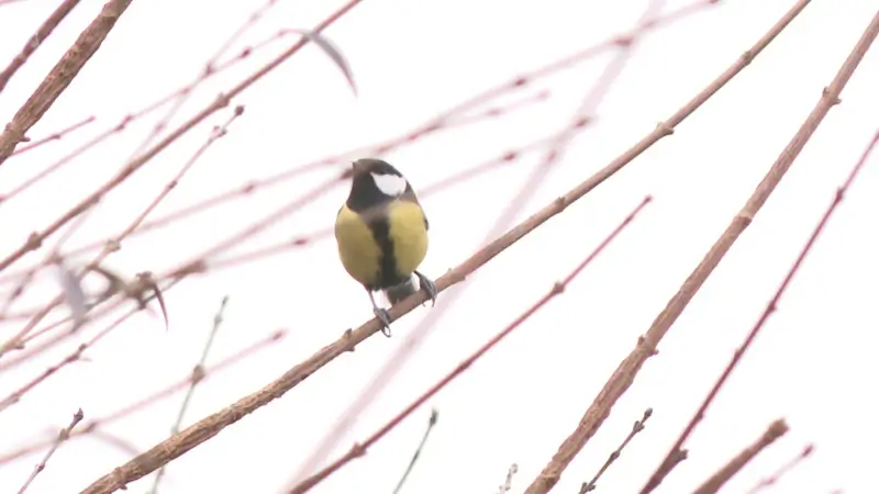 Koolmees meest getelde vogel tijdens Vogeltelweekend van Natuurpunt in Vlaams-Brabant