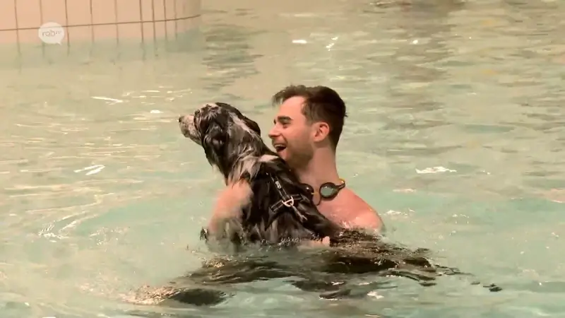 Honden en baasjes zwemmen samen in zwembad Tienen: "Leren hen rustig te zijn in het water"