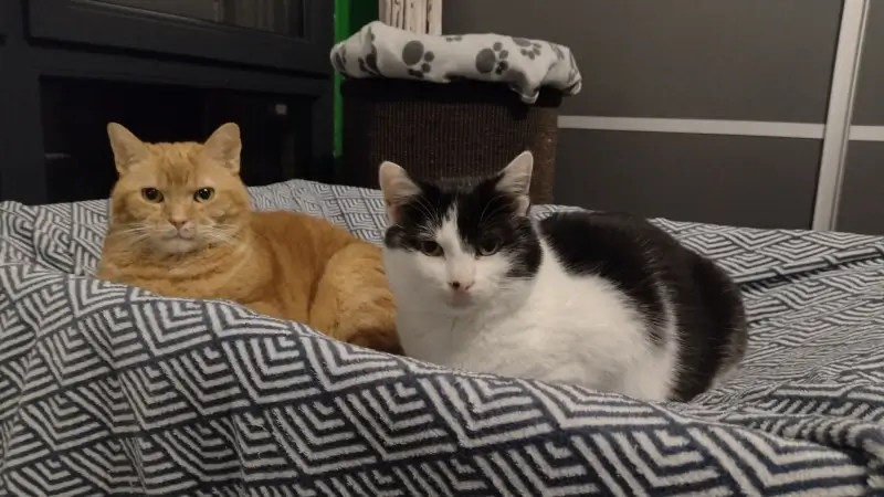 Zwerfkat in Leuven zoekt opvanggezinnen voor bange of schuwe katten: "Tijdelijke thuis in afwachting van adoptie"