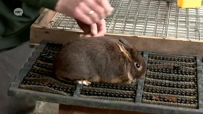 Grote tentoonstelling voor Neerhofdieren in Aarschot in februari: "Ons konijn speelde mee in Familie"