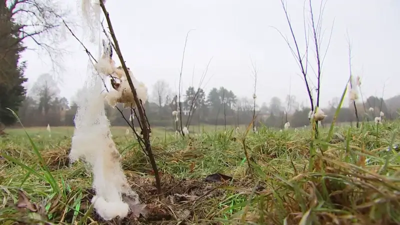 Opvallend: Leuven plant bos in Herent om natuur rond de stad te versterken