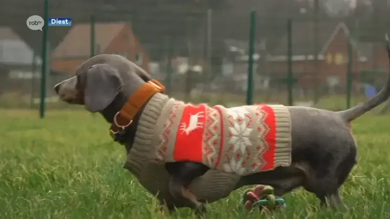 Boswachters controleren extra op loslopende honden in maart