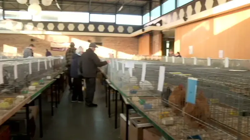 Neerhofdierententoonstelling in Aarschot trekt veel bezoekers: "Ik ben bang van de grote hanen"