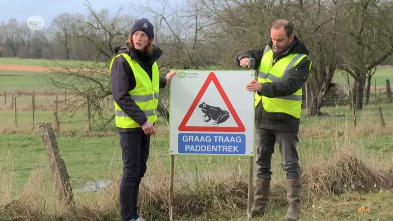 Jaarlijkse paddentrek start dit weekend: "Matig je snelheid bij paddenoversteekplaats"