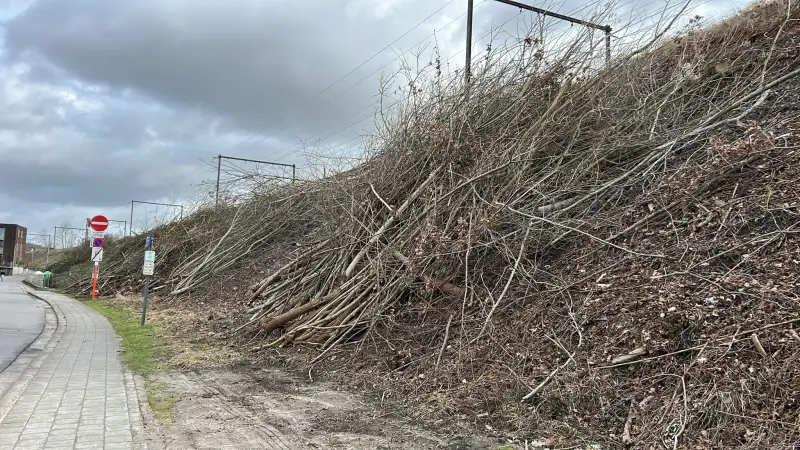 Meerderheidspartij Groen stelt zich vragen bij bomenkap van Infrabel in Heverlee: "Er is niks meer over"