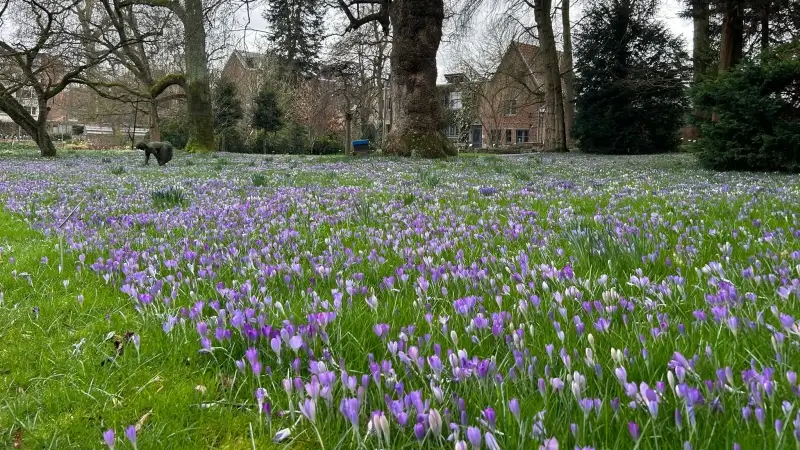 BEKIJK: Krokussen staan in bloei op in de Kruidtuin in Leuven
