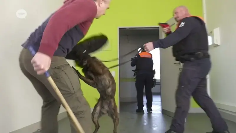 ROBtv krijgt unieke blik achter de schermen bij hondentraining van politie in oude ziekenhuis in Diest