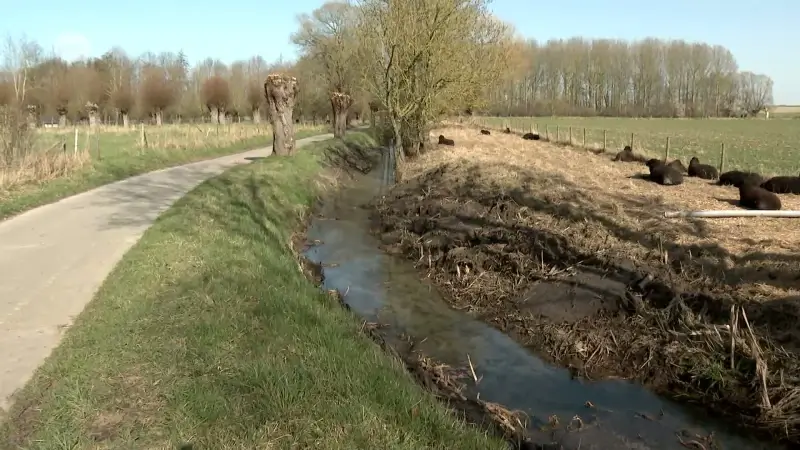 Deysbeek in Landen geruimd zonder vergunning: "Groot deel van visbestand gestorven"