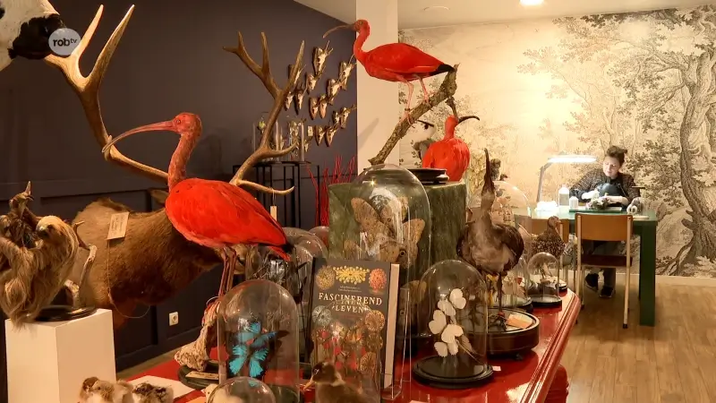 Ilse Vandeplas keert terug naar haar thuisstad en opent in Aarschot taxidermiezaak INScT & Co: "Mijn specialiteiten zijn insecten en vogels"