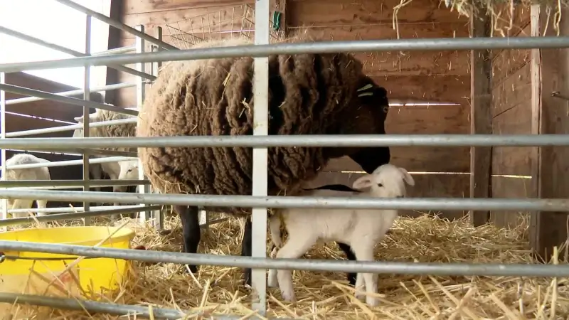 Vierling lammetjes geboren in Holsbeek: "Het begon allemaal met schaap van Jo met de Banjo"