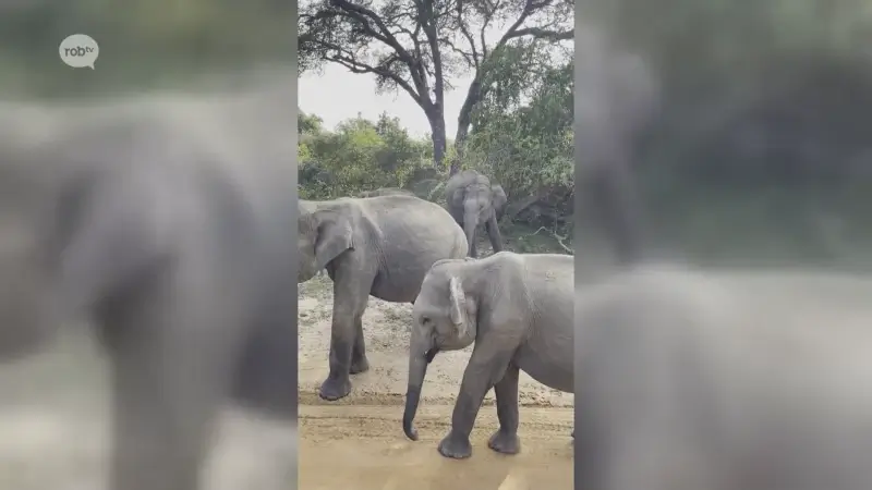 Bertemse Olivia gestrand in Midden-Oosten door oorlog: "Probeer geld te verzamelen voor een vlucht"