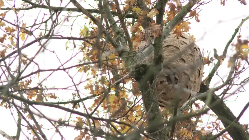 Infoavonden in Herent en Oud-Heverlee rond Aziatische Hoornaar