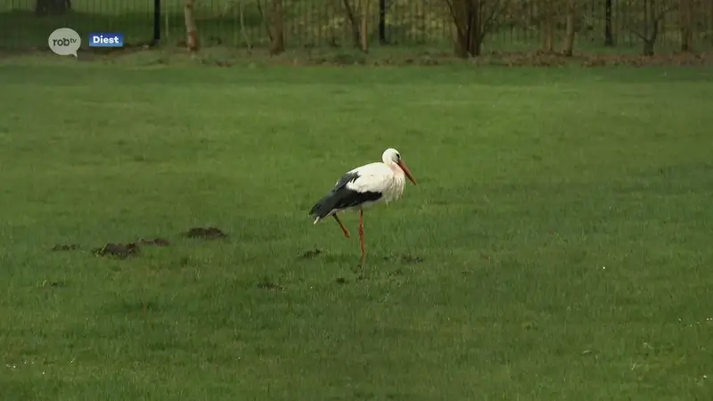 Ooievaarskoppel herenigd aan bezoekerscentrum van Webbekomsbroek in Diest, maar mannetje mist deel van rechterpoot: "Waarschijnlijk niet problematisch"