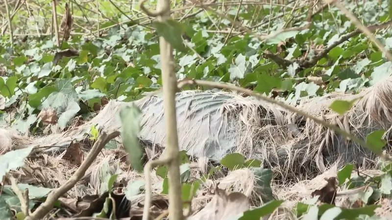 4 dode reeën aangetroffen in Velpedal bij Kortenaken: "Giftige taxus is de oorzaak"