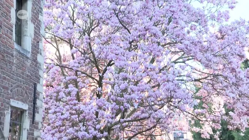 Vroege lenteweer zet magnolia in het Groot Begijnhof in Leuven al prachtig in bloei: "Dat is een jaarlijks plezier"