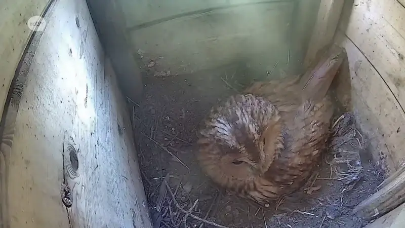 Bosuil broedt eieren uit in Oud-Heverlee: je kan alles volgen via livestream