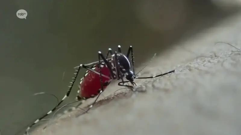 Tijgermug kan door warme temperaturen nu al opduiken: "Al twee jaar op rij in Kessel-Lo en Hoegaarden gezien"