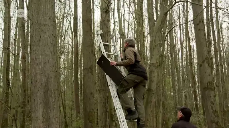 Houtafval van Rock Werchter krijgt tweede leven als nestkastjes voor Koolmezen: "Dat is de natuurlijke vijand van de processirups waar we in de zomer al wel eens mee te maken krijgen"