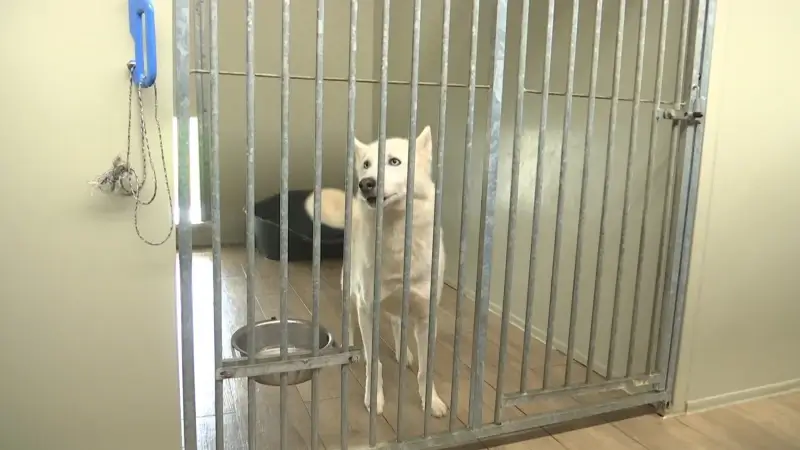 Uitbater hondenopvang in Scherpenheuvel-Zichem die 7 puppy's doodt moet opvang toch sluiten