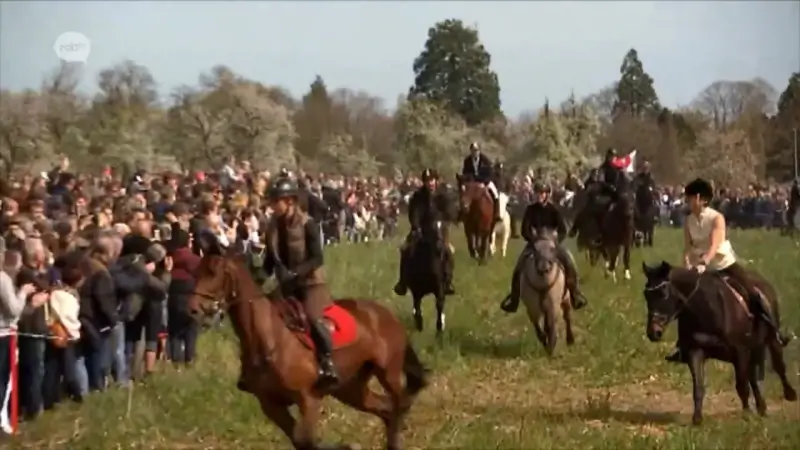 HERBEKIJK Paardenprocessie 2026: Hakendover ontvangst duizenden bezoekers voor traditioneel schouwspel