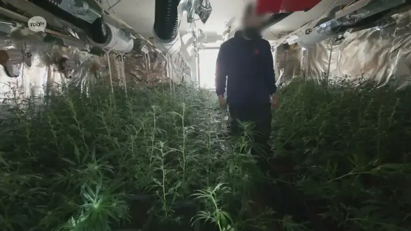 Celstraffen tot 3 jaar voor 9 leden van drugsbende met cannabisplantage in Bekkevoort