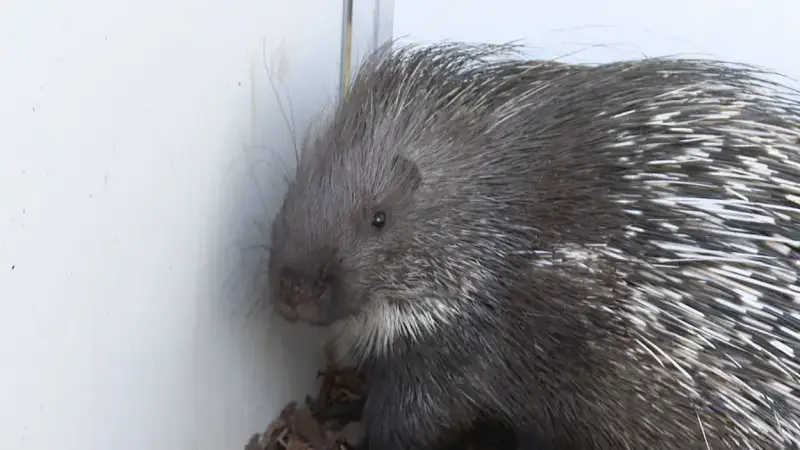 Opnieuw loslopend stekelvarken gevonden in Hoegaarden: "Eén kan toeval zijn. Twee op 100 meter van elkaar, dat is iets teveel van het goede"
