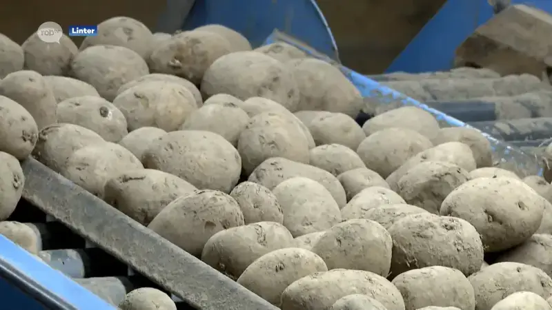 Ook aardappelboeren in onze regio hebben uitzonderlijke overschotten. Annie uit Linter heeft 120.000 kilo over: "Ik geef ze niet gratis weg, zo ga ik failliet"